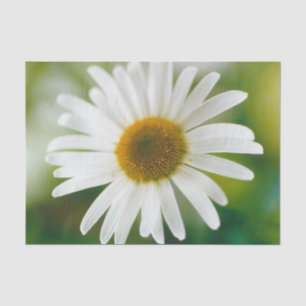 White Oxeye Daisy - Leucanthemum vulgare   Tissue Paper