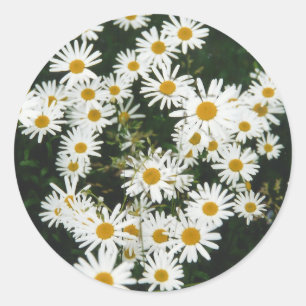 White Oxeye Daisy Meadow Classic Round Sticker