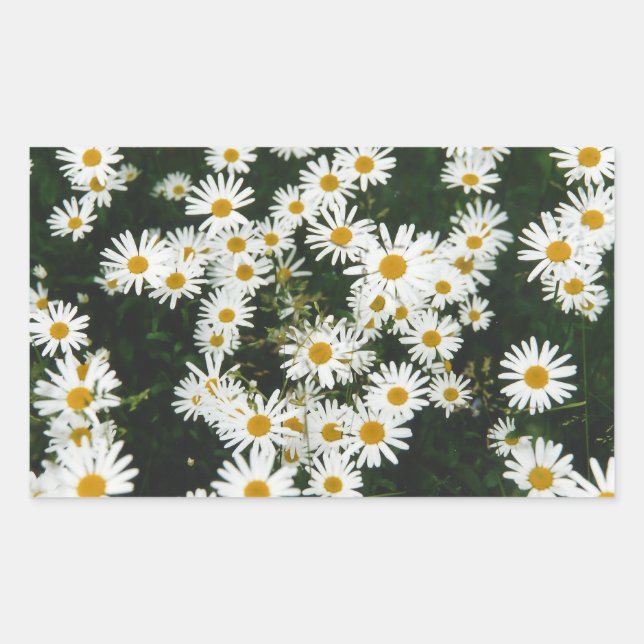 White Oxeye Daisy Meadow Rectangular Sticker (Front)