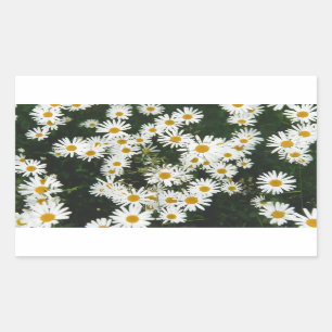 White Oxeye Daisy Meadow Rectangular Sticker