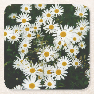 White Oxeye Daisy Meadow Square Paper Coaster