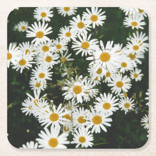 White Oxeye Daisy Meadow Square Paper Coaster (Front)