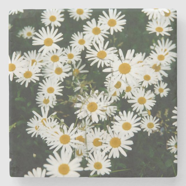 White Oxeye Daisy Meadow Stone Coaster (Front)
