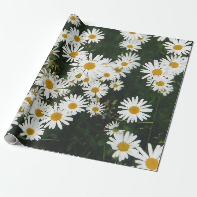 White Oxeye Daisy Meadow Wrapping Paper (Unrolled)