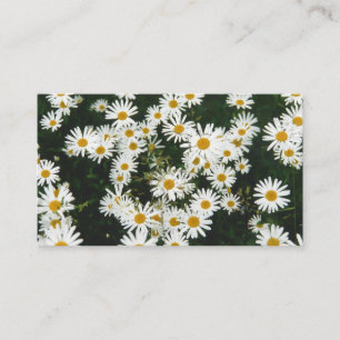 White Oxeye Daisy, Moon Daisy Meadow Enclosure Card