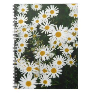 White Oxeye Daisy, Moon Daisy Meadow Notebook