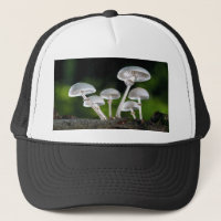 White Oyster Autumn Mushrooms