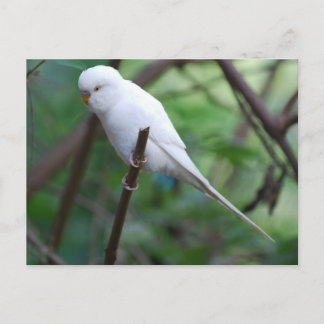 white parakeet postcard
