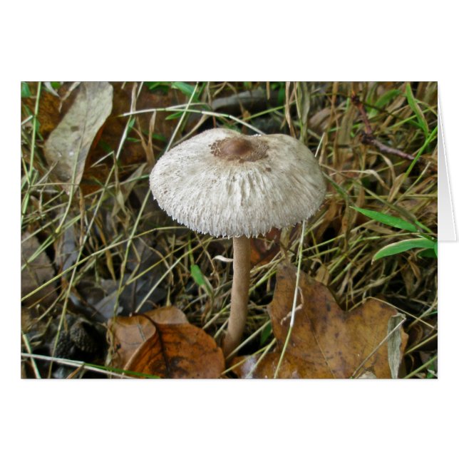 White Parasol Mushroom Coordinating Items (Front Horizontal)
