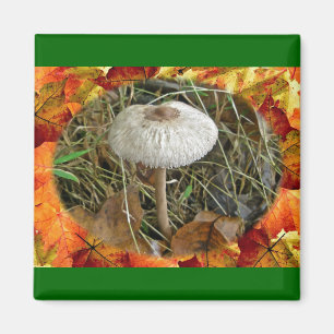White Parasol Mushroom Coordinating Items Magnet