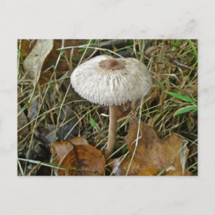 White Parasol Mushroom Coordinating Items Postcard
