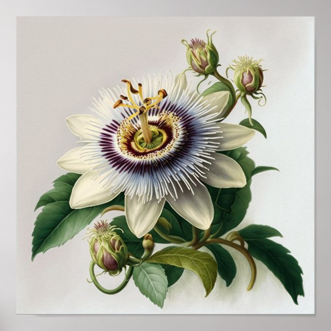 White Passion Flower Art Print Poster (Front)