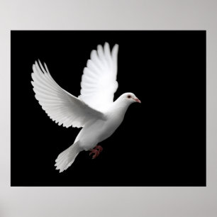 WHITE PEACE DOVE IN FLIGHT POSTER