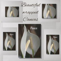 White Peace Lily Floral Elegant Photographic