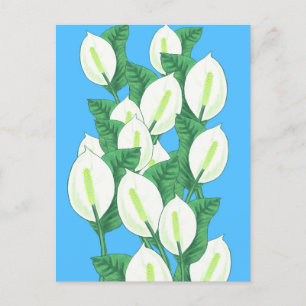 White Peace lily Illustration  Postcard