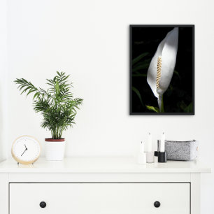 White Peace Lily Plant Floral Photo Print