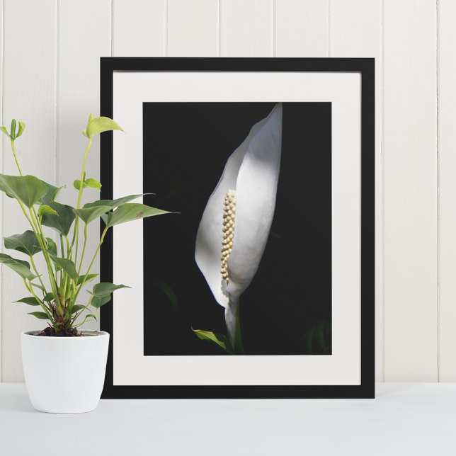 White Peace Lily Plant Floral Poster (In Situ Framed)