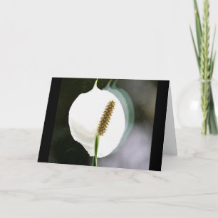 White Peace Oily Spathiphyllum Card