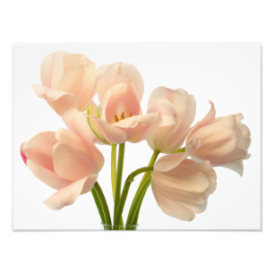 White & Peach Parrot Tulips Background Customised Photo Print