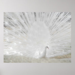 White Peacock, Amazing Photograph Poster