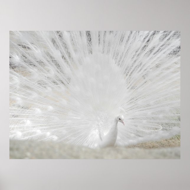 White Peacock, Amazing Photograph Poster (Front)