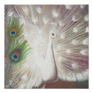 White Peacock and Green Peacock Feather art Print