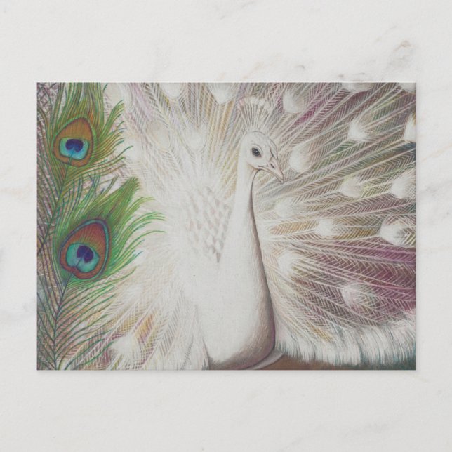 White Peacock and Green Peacock Feather art Print Postcard (Front)