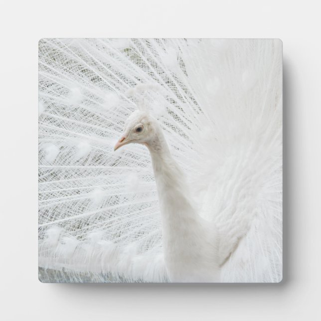White Peacock beautiful feathers   Plaque (Front)
