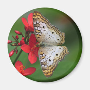 White Peacock Butterfly Floral Photography Magnet