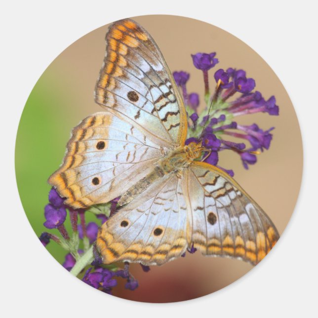 White Peacock Butterfly  on Purple Flowers Classic Round Sticker (Front)