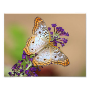 White Peacock Butterfly on Purple Flowers Photo Print
