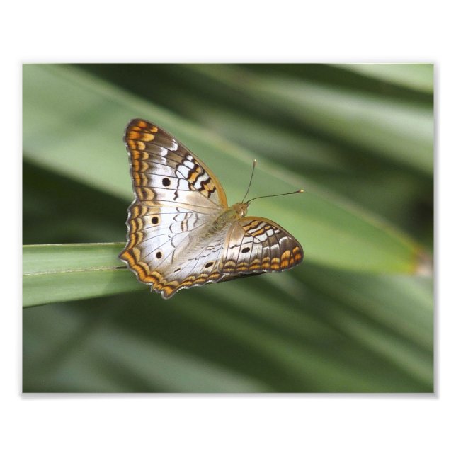 White Peacock Butterfly. Photo Print (Front)