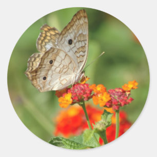White Peacock Butterfly Sticker