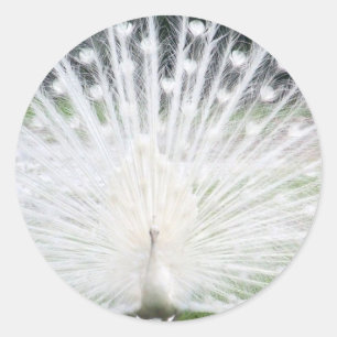 White Peacock Classic Round Sticker