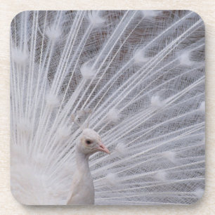 White Peacock Coaster