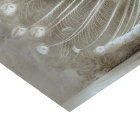 White Peacock Feathers Unfurled Decoupage