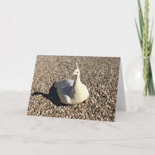 White Peacock, Idaho Card