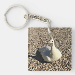 White Peacock, Idaho Key Ring