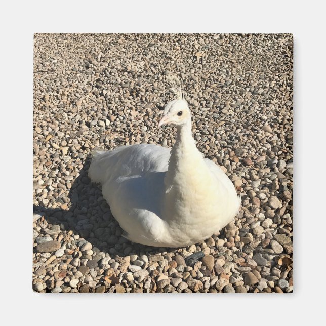 White Peacock, Idaho Magnet (Front)