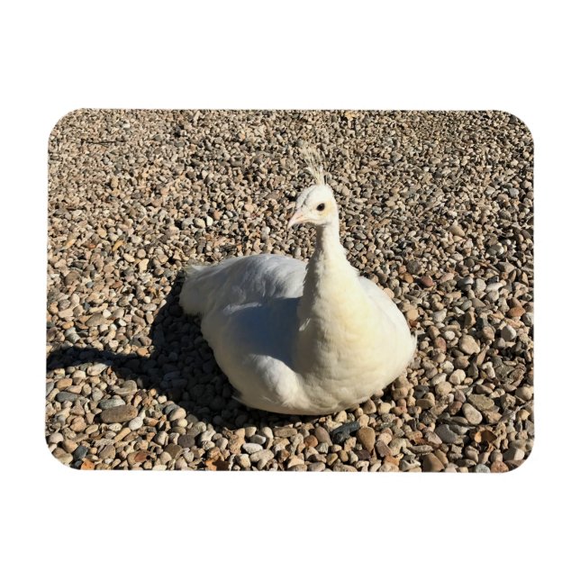 White Peacock, Idaho Magnet (Horizontal)