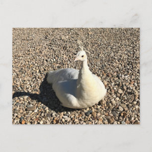 White Peacock, Idaho Postcard