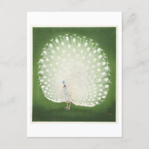 White Peacock Illustration by Ohara Koson Postcard