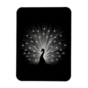 White peacock magnet