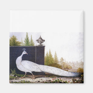 White Peacock Magnet