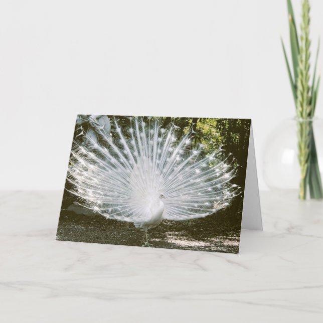 White Peacock Note Card <Blank Inside> (Front)