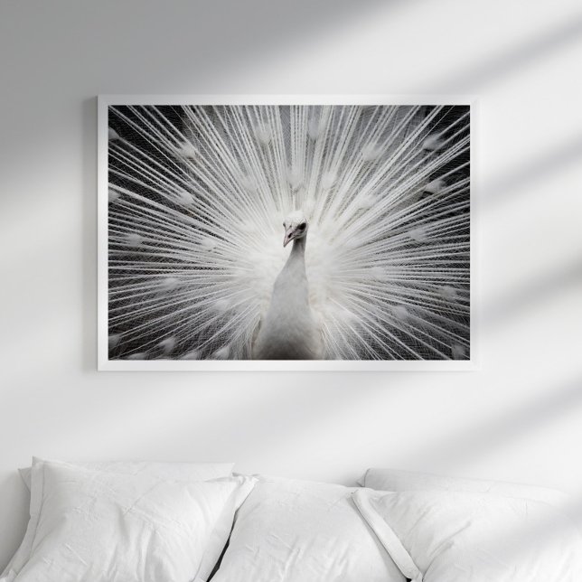 White Peacock Photography Poster (Creator Uploaded)