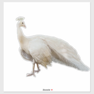 White peacock posing