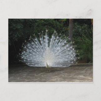 white peacock postcard