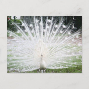 White Peacock Postcard