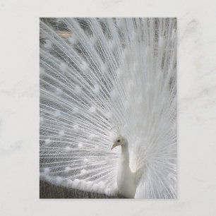White Peacock Postcard